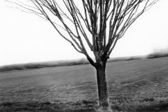 instants-phmres-arbre-pos_18186295374_l