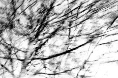 instants-phmres-arbre_18808887045_l