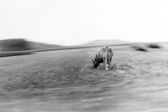 instants-phmres-le-cul-de-la-vache_18622704019_l